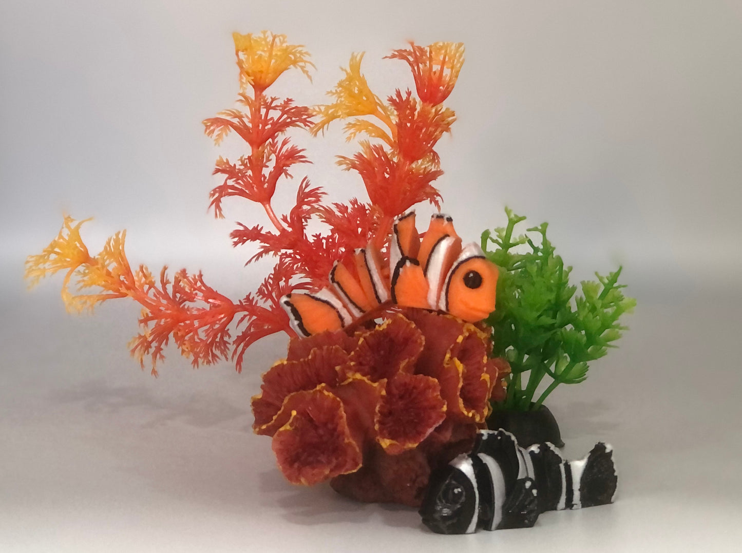 Miniature Clown Fish